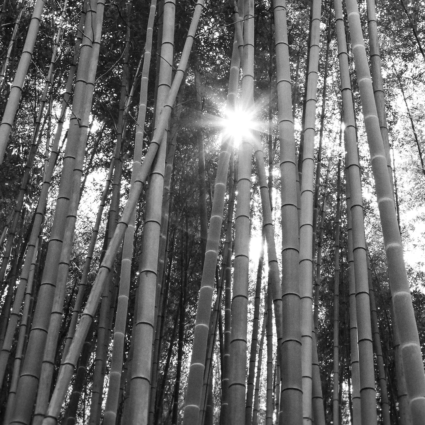 BAMBOO FOREST, KYOTO