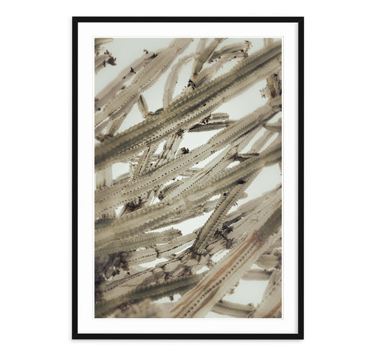 CEREUS CACTUS ABSTRACT