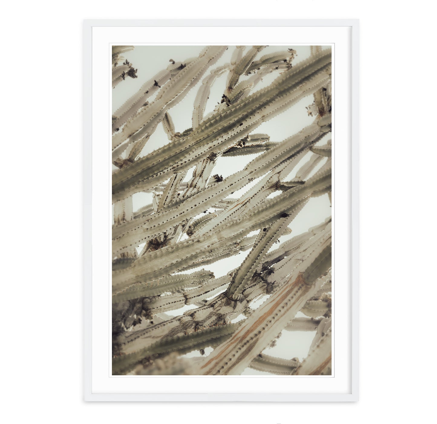 CEREUS CACTUS ABSTRACT