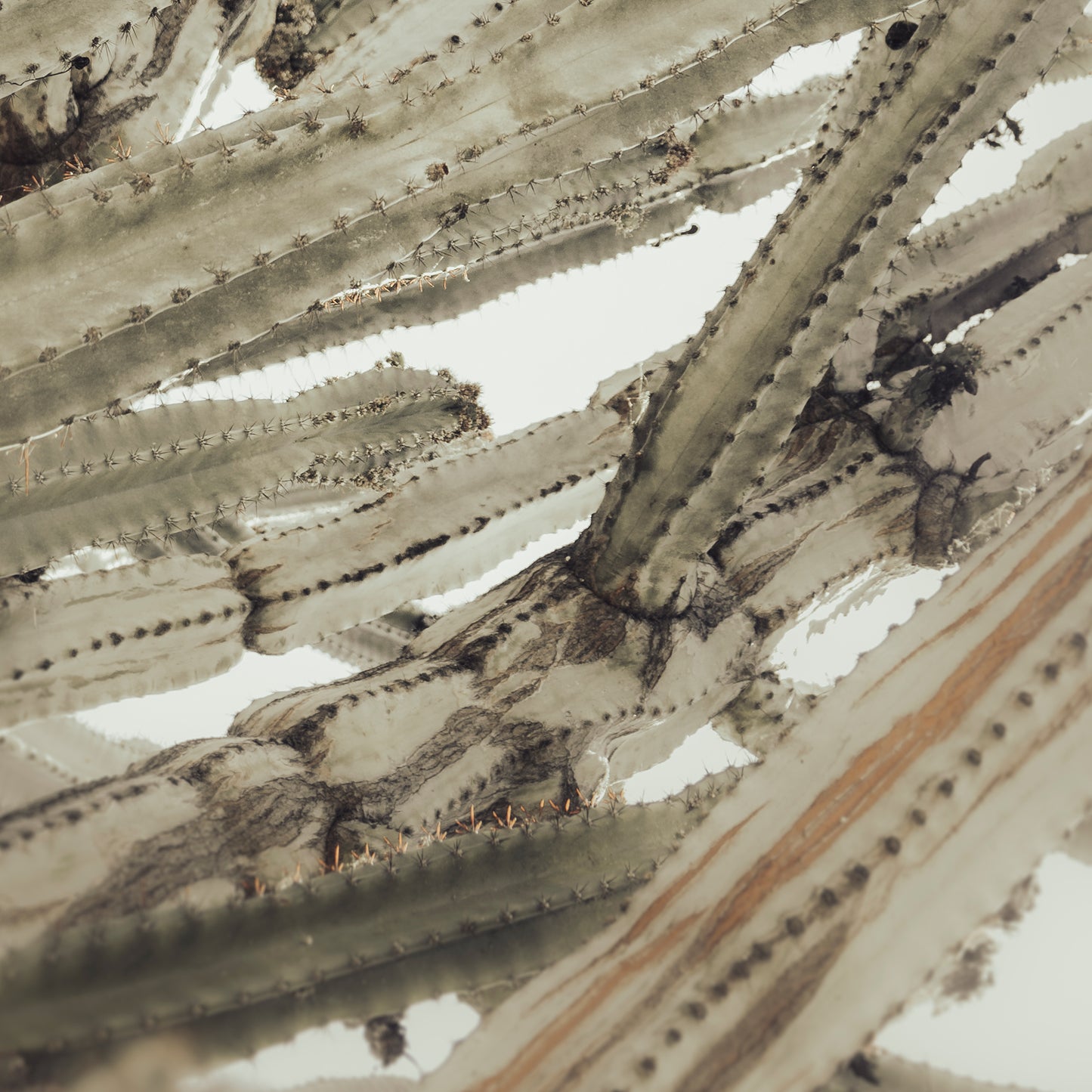 CEREUS CACTUS ABSTRACT