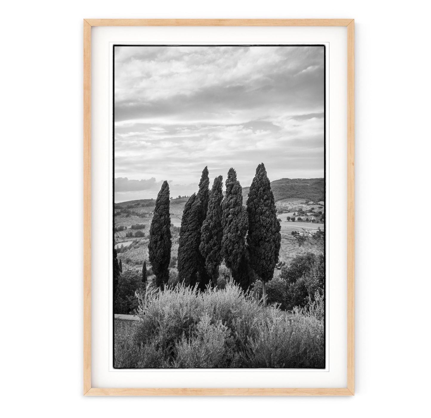 TUSCAN CYPRESS