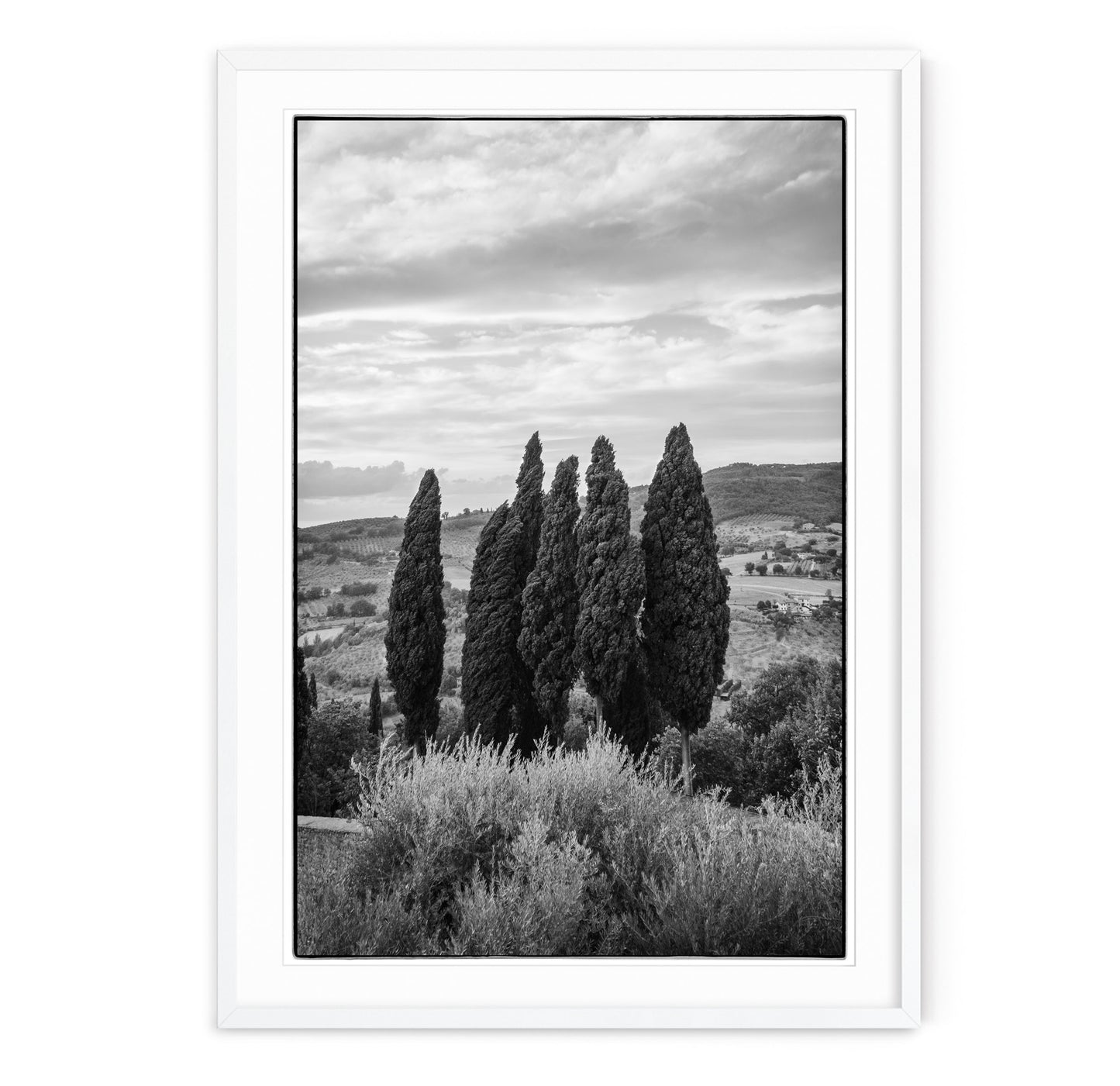TUSCAN CYPRESS
