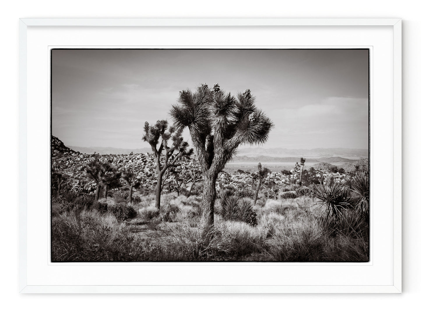 JOSHUA TREE