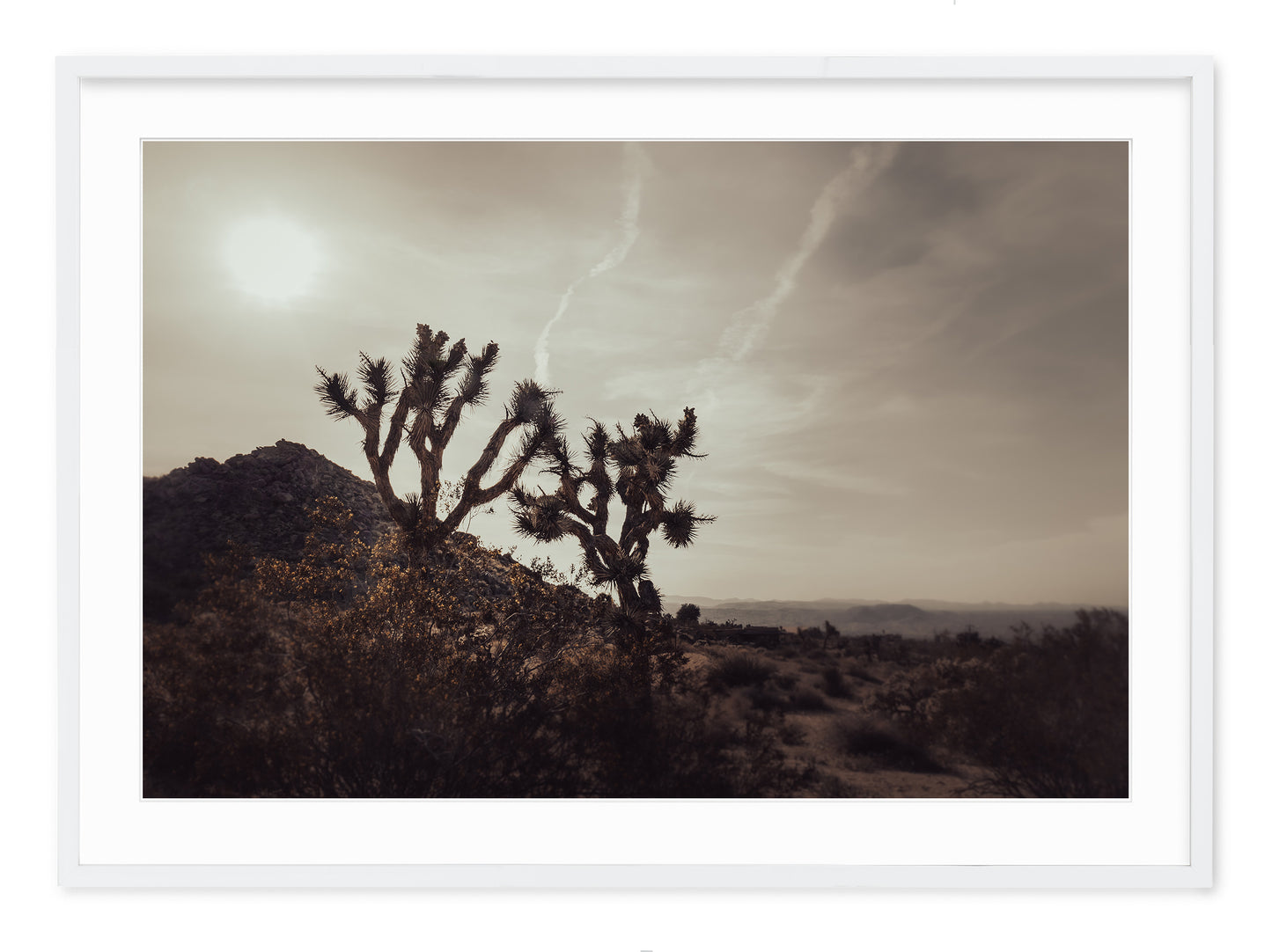 MOJAVE DESERT