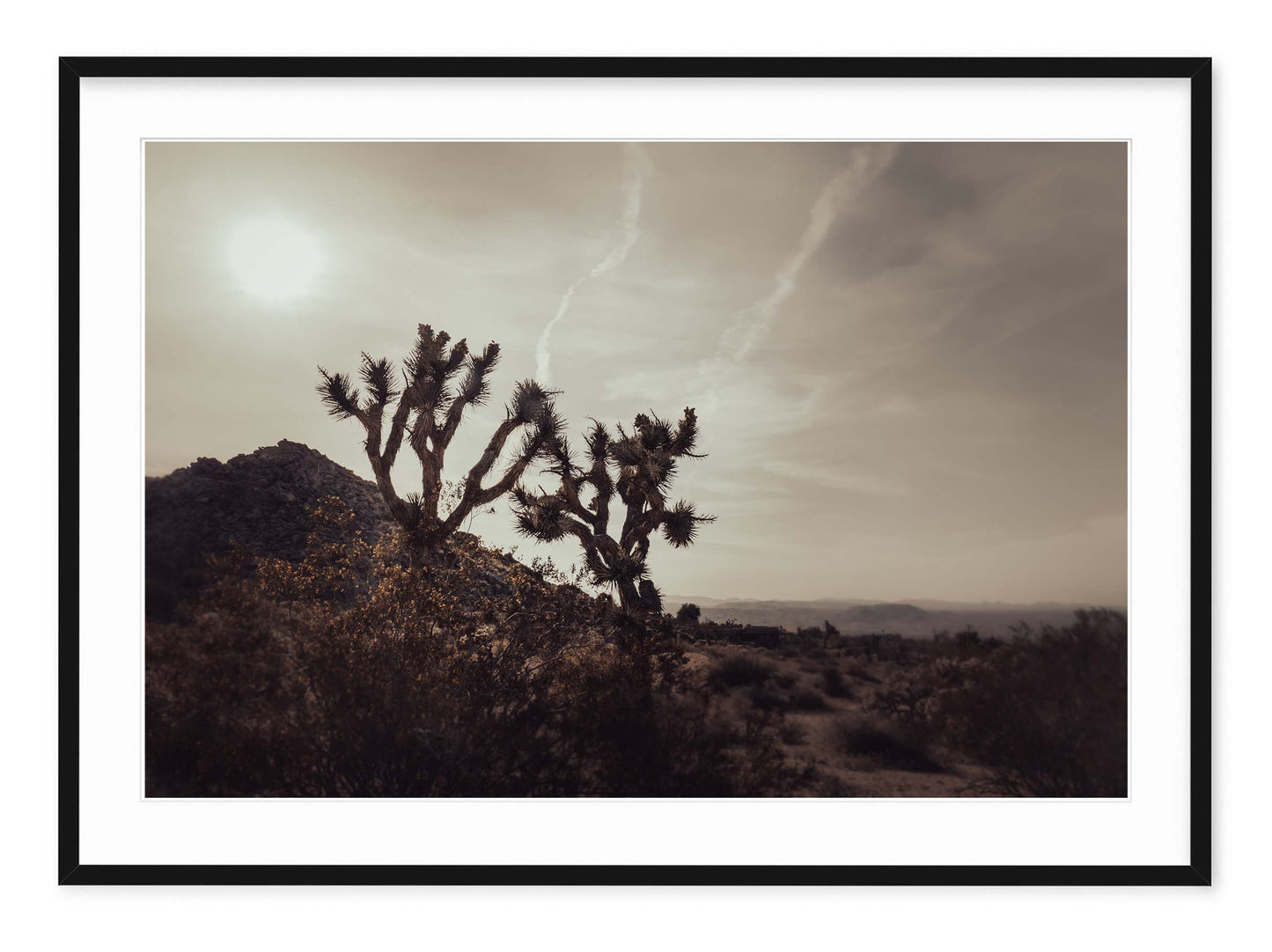 MOJAVE DESERT