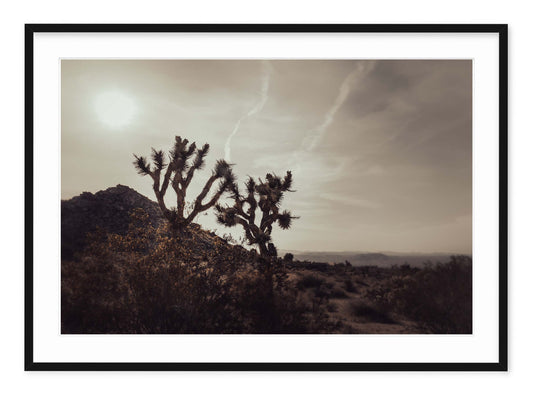 MOJAVE DESERT