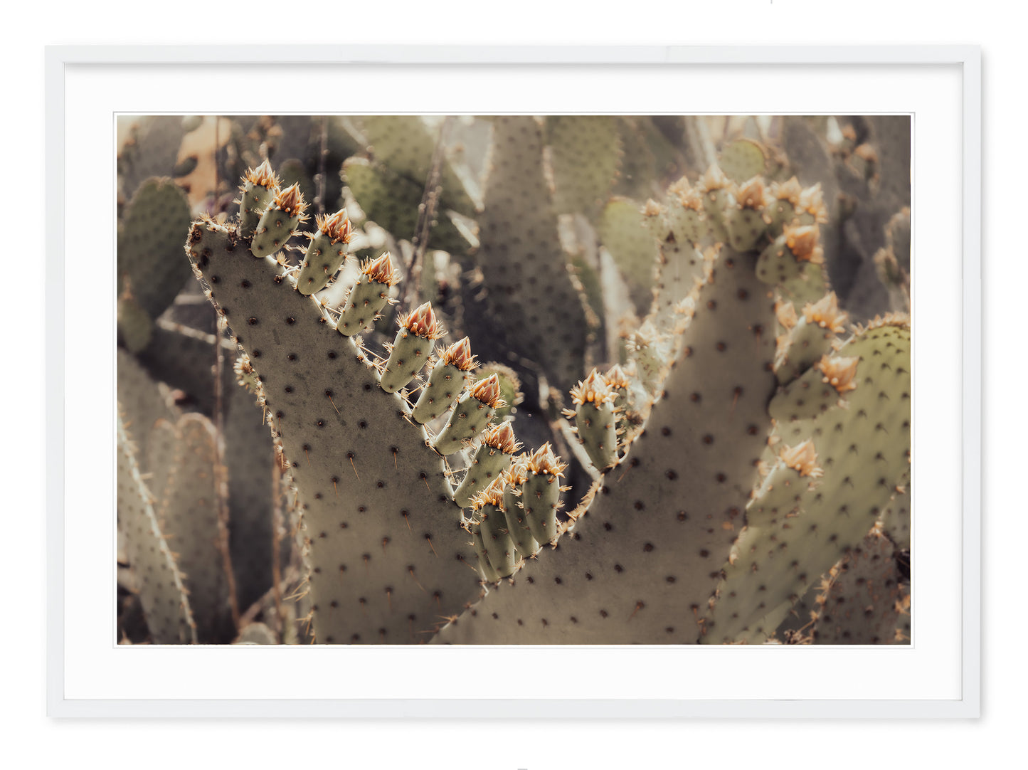 PRICKLY PEAR CACTUS