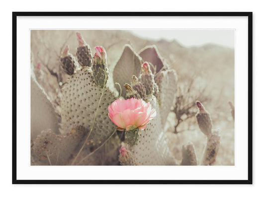 CACTUS BLOSSUM