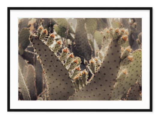 PRICKLY PEAR CACTUS