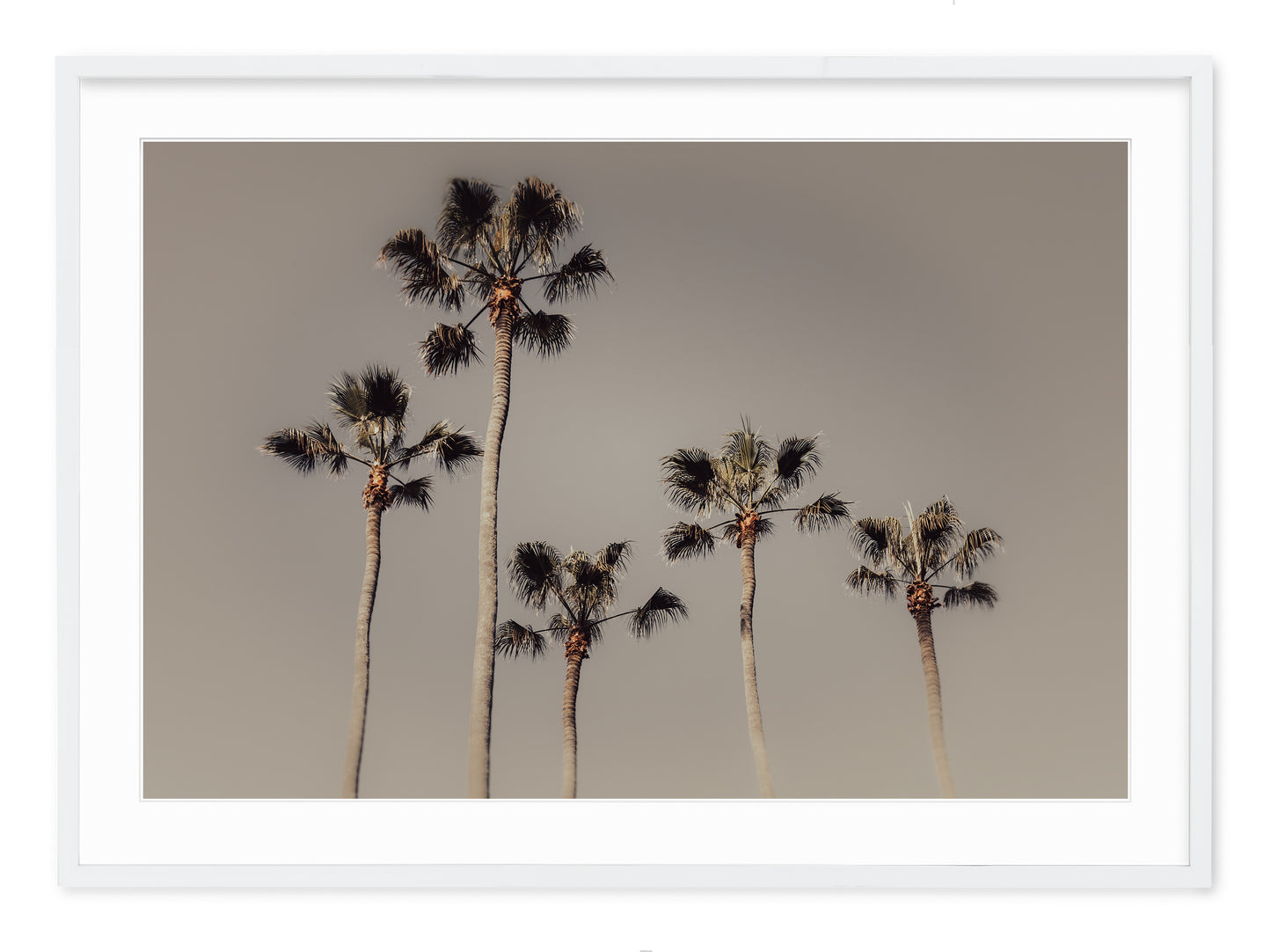 ROYAL PALM GROVE