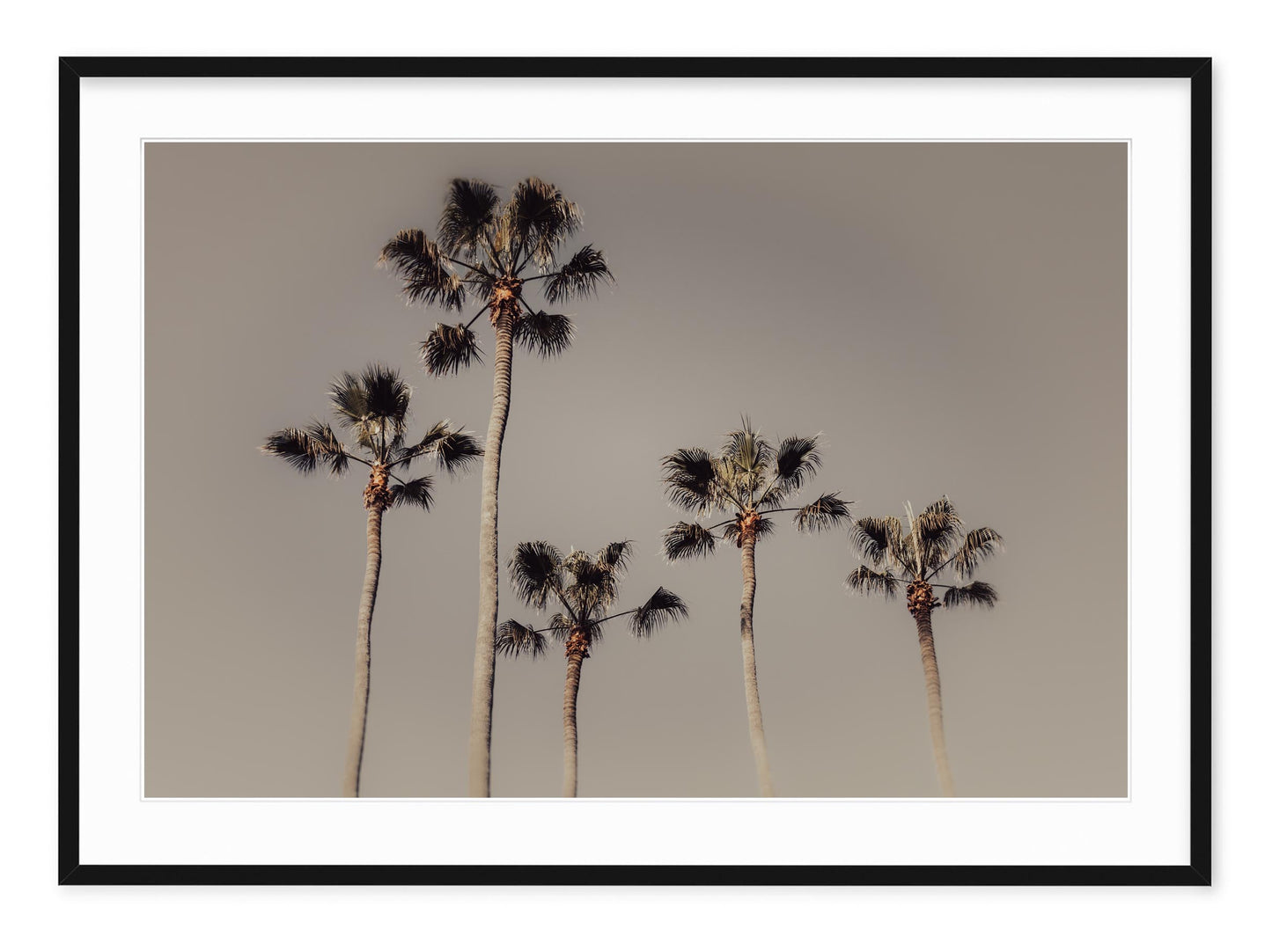 ROYAL PALM GROVE