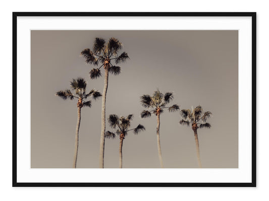 ROYAL PALM GROVE