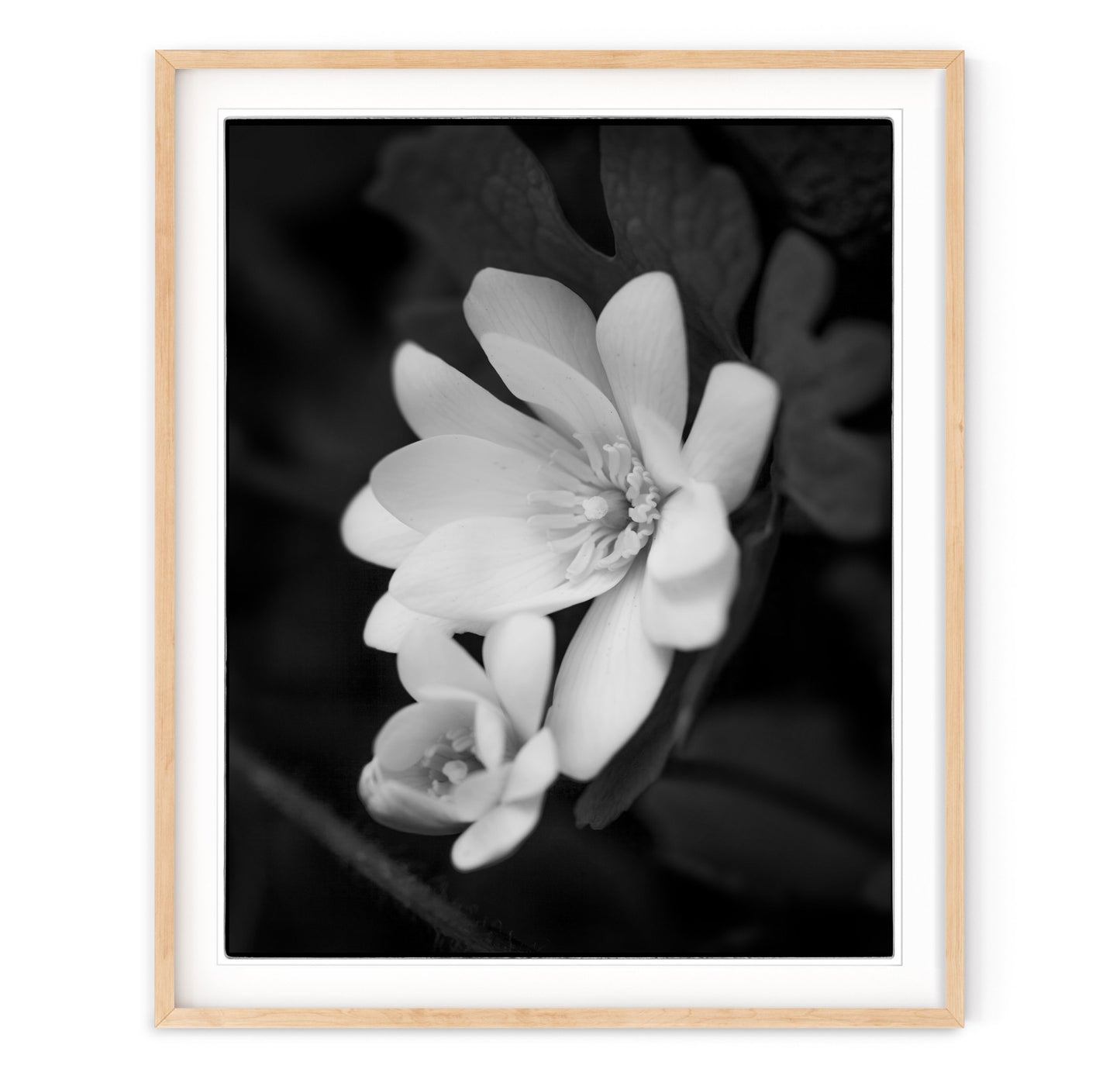 SANGUINARIA BLOSSUM