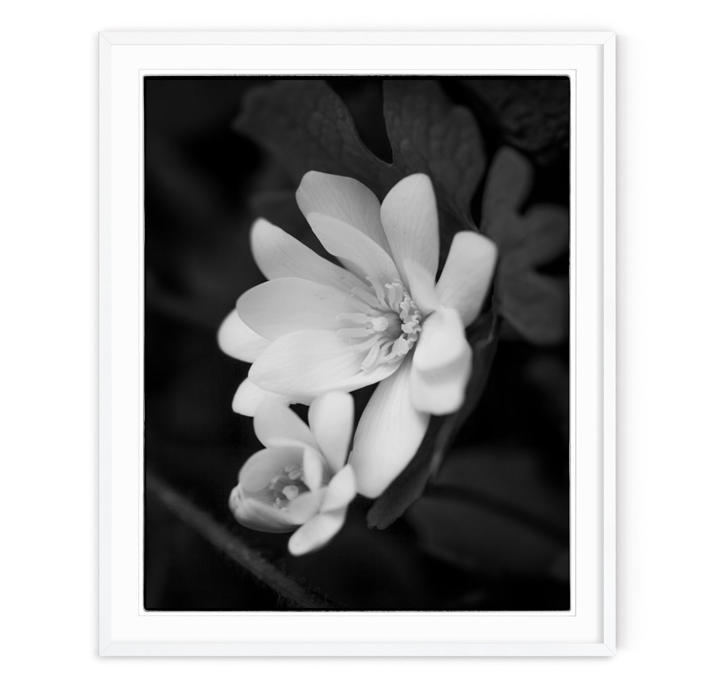 SANGUINARIA BLOSSUM