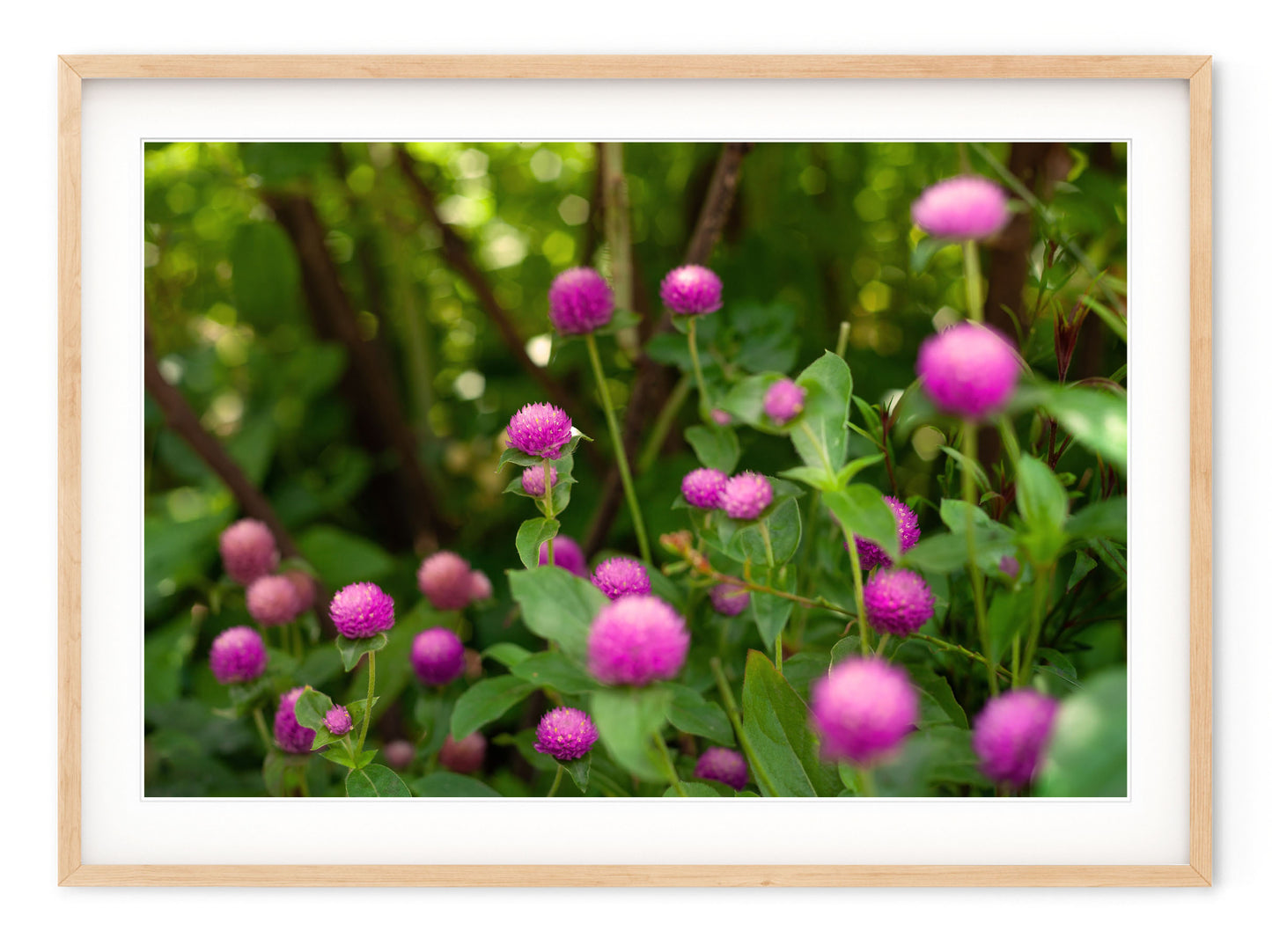 SHAKESPEARE GARDEN CLOVER