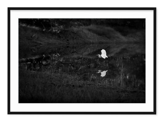 SNOWY EGRET