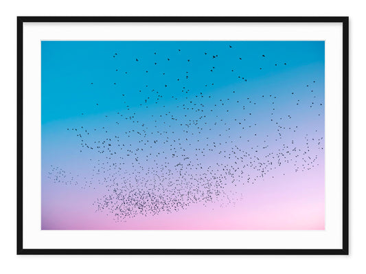 STARLINGS AT DUSK