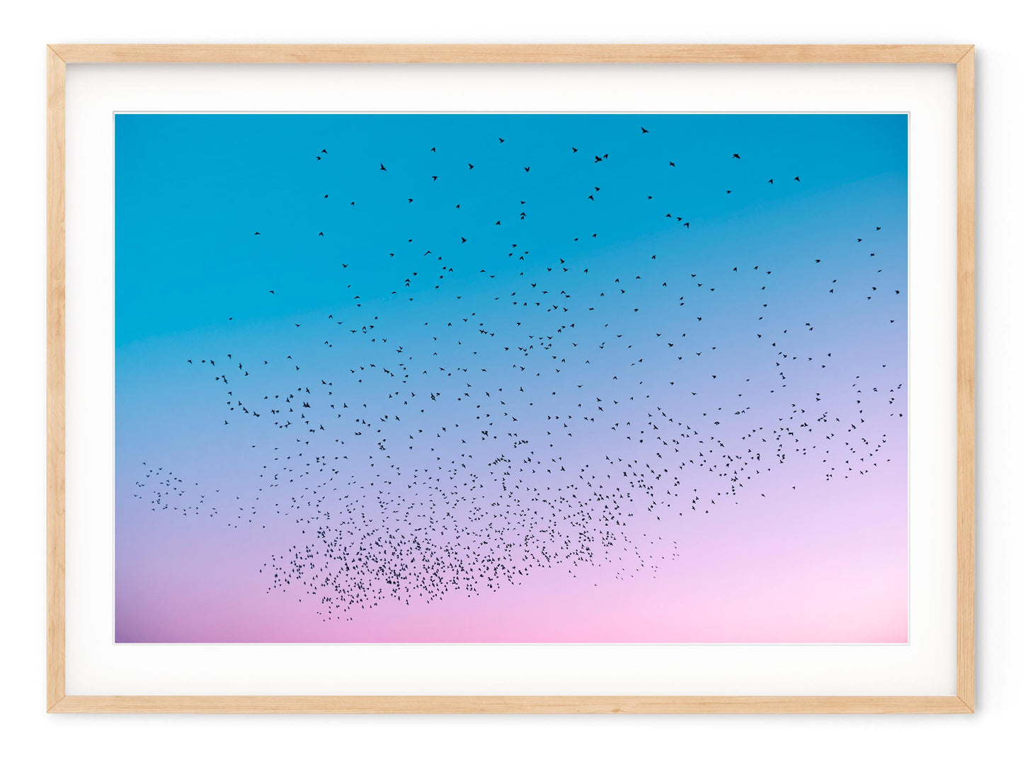 STARLINGS AT DUSK