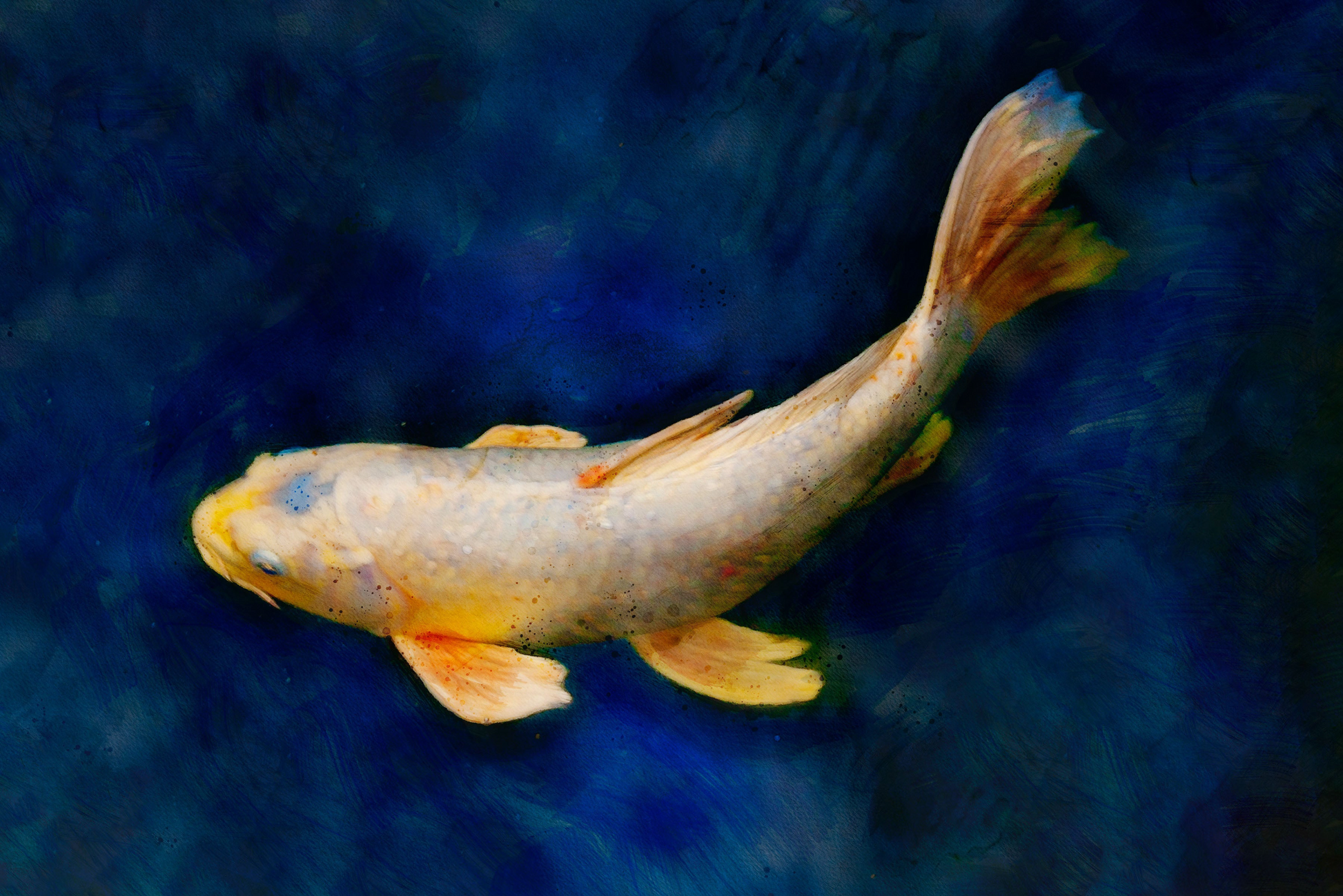 mixed media color fine art of koi fish swimming