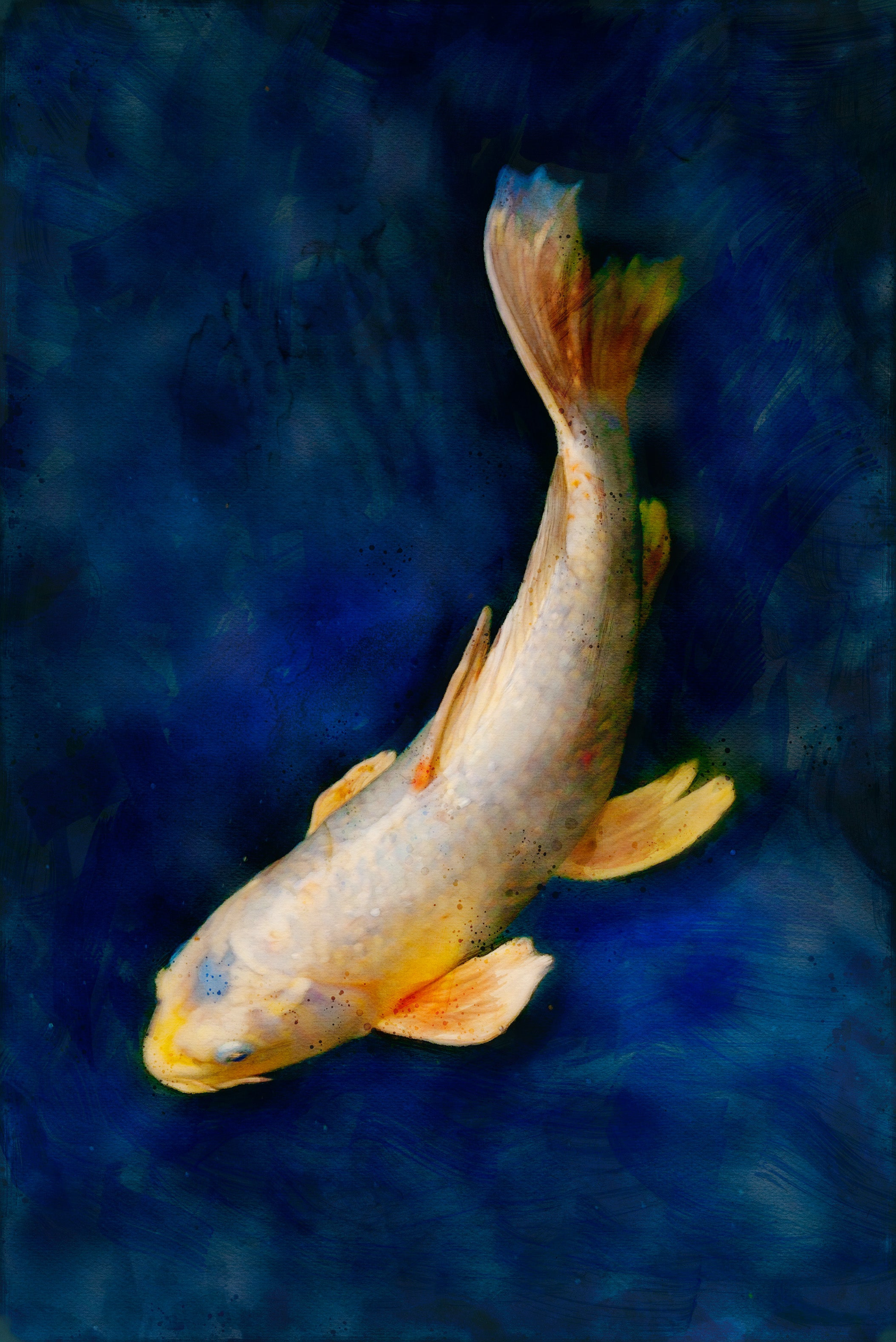 mixed media color fine art of koi fish swimming