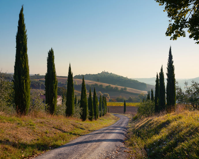 Color landscape photograph of a back road in tuscany with vineyard and cypress trees