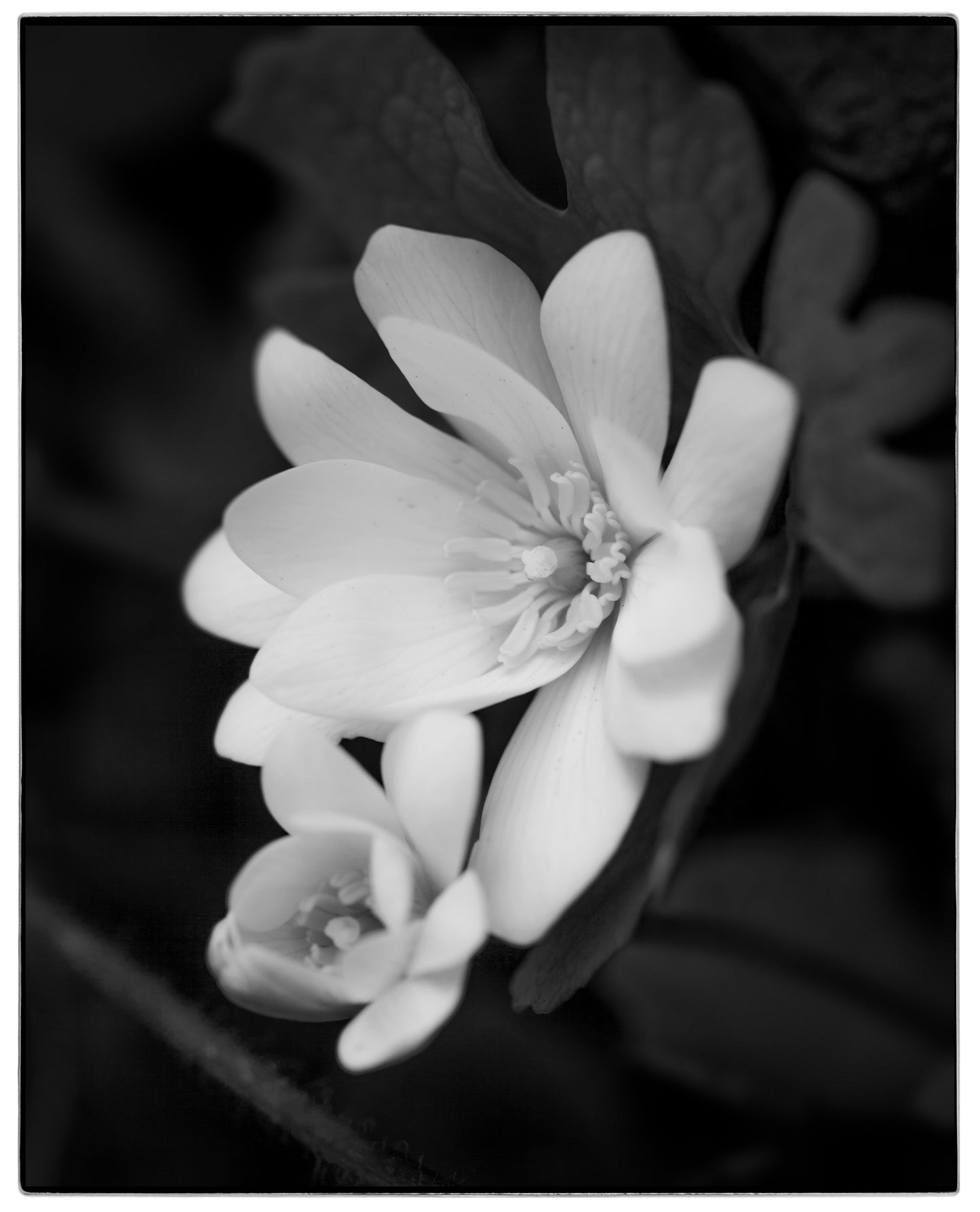 SANGUINARIA BLOSSUM
