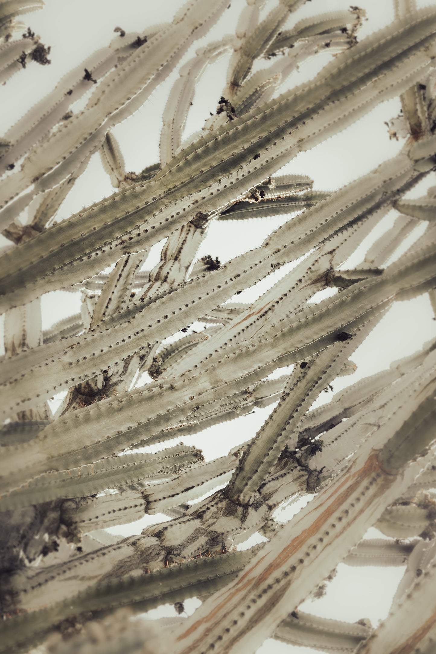 CEREUS CACTUS ABSTRACT