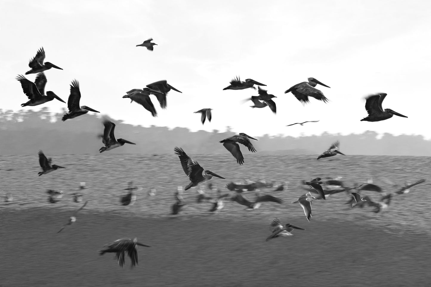 ESTUARY