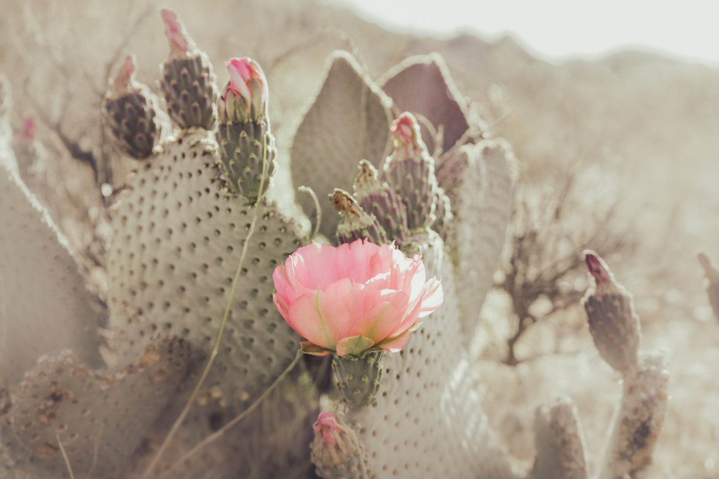 CACTUS BLOSSUM