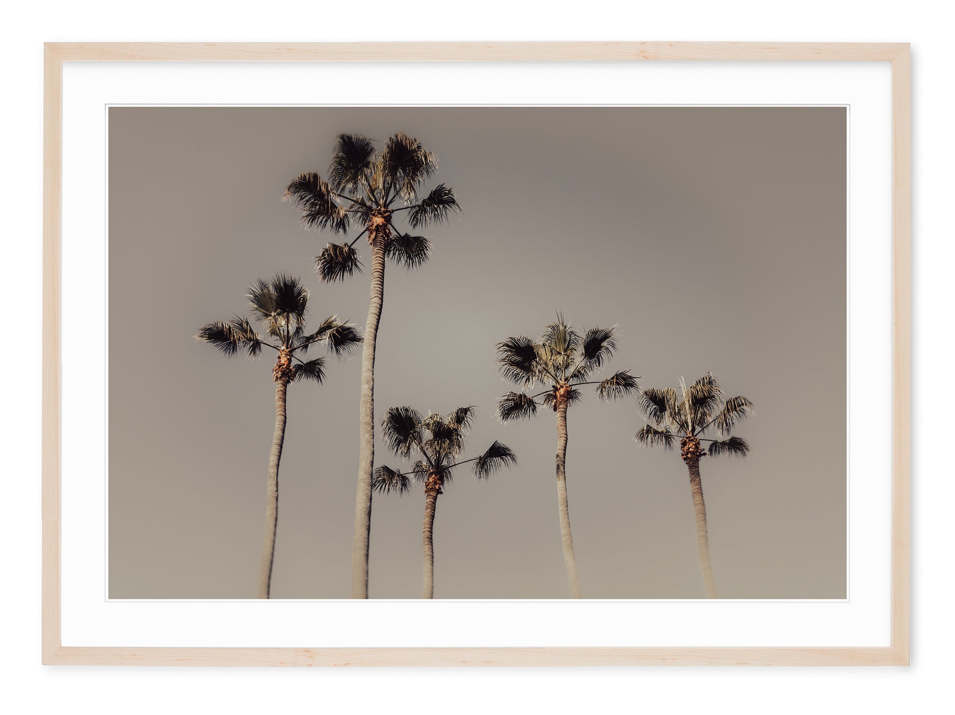 neutral tone fine art image of royal palm trees