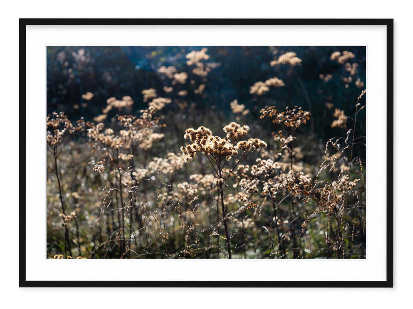 AUTUMN FIELD