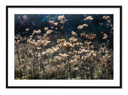 AUTUMN FIELD