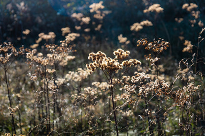 AUTUMN FIELD