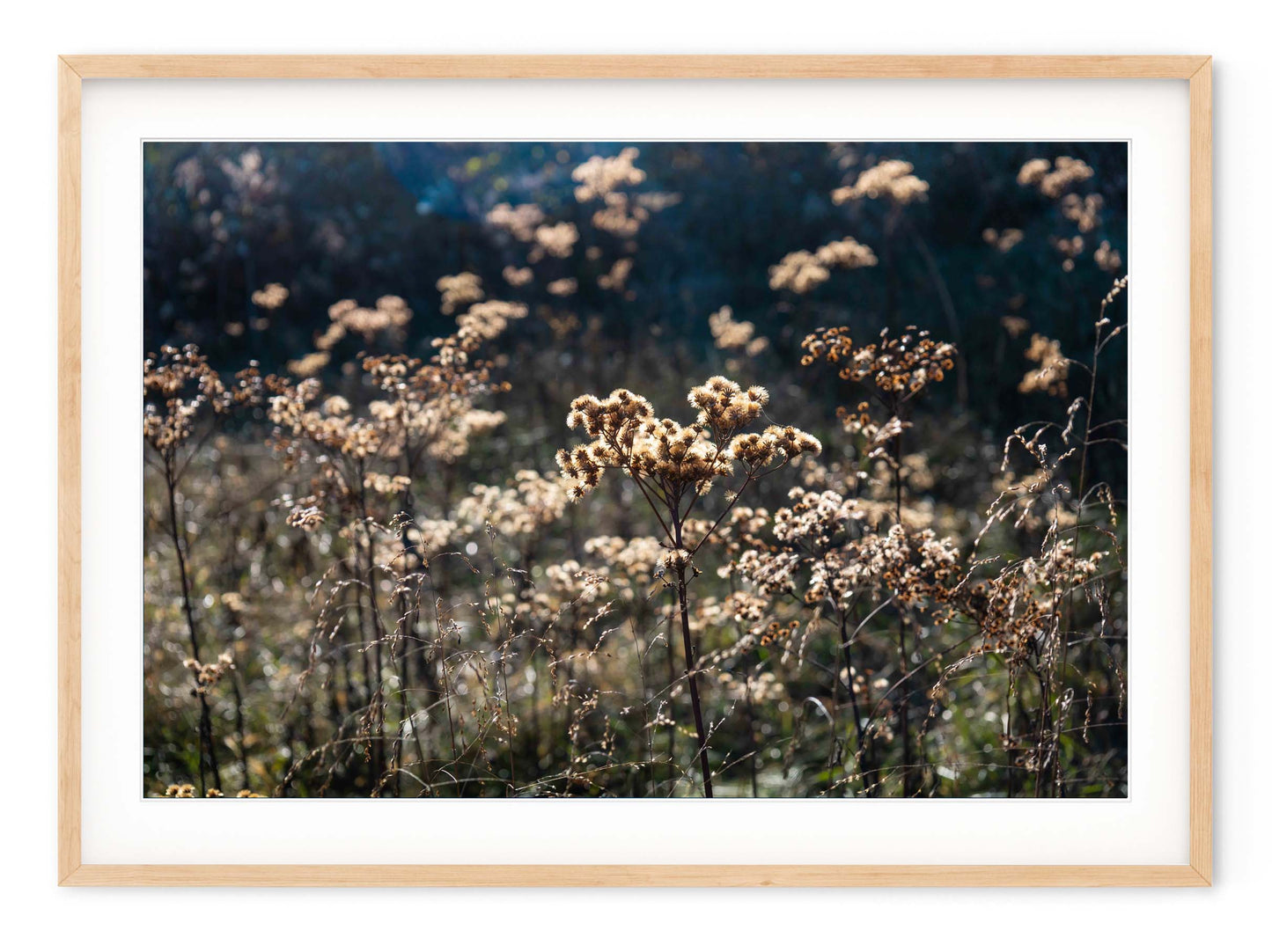 AUTUMN FIELD