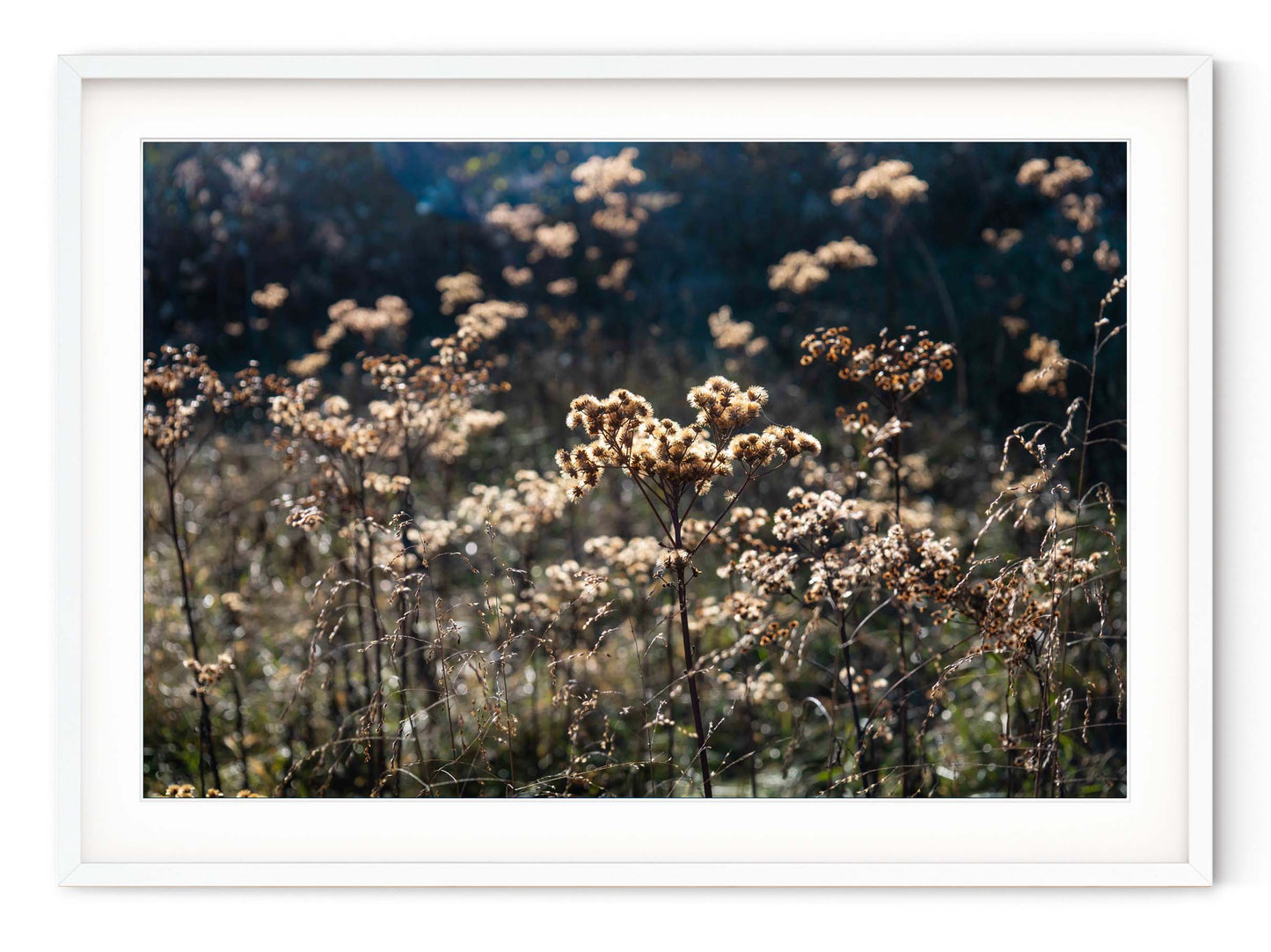 AUTUMN FIELD