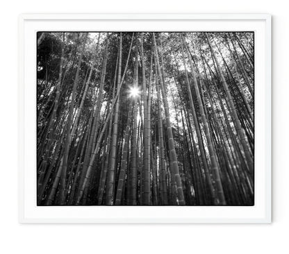 BAMBOO FOREST, KYOTO