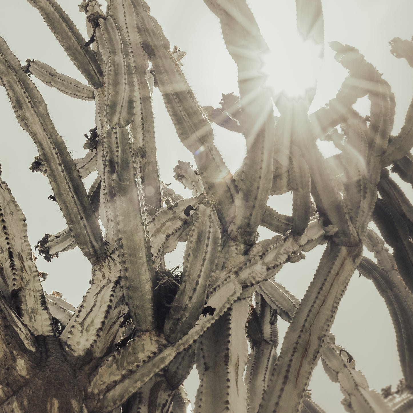 CEREUS CACTUS