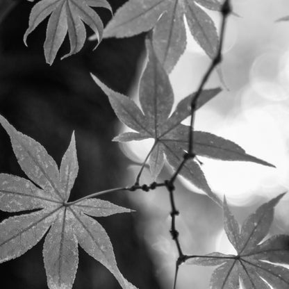 JAPANESE MAPLE