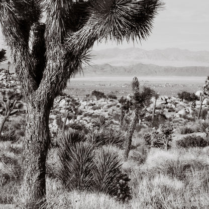 JOSHUA TREE