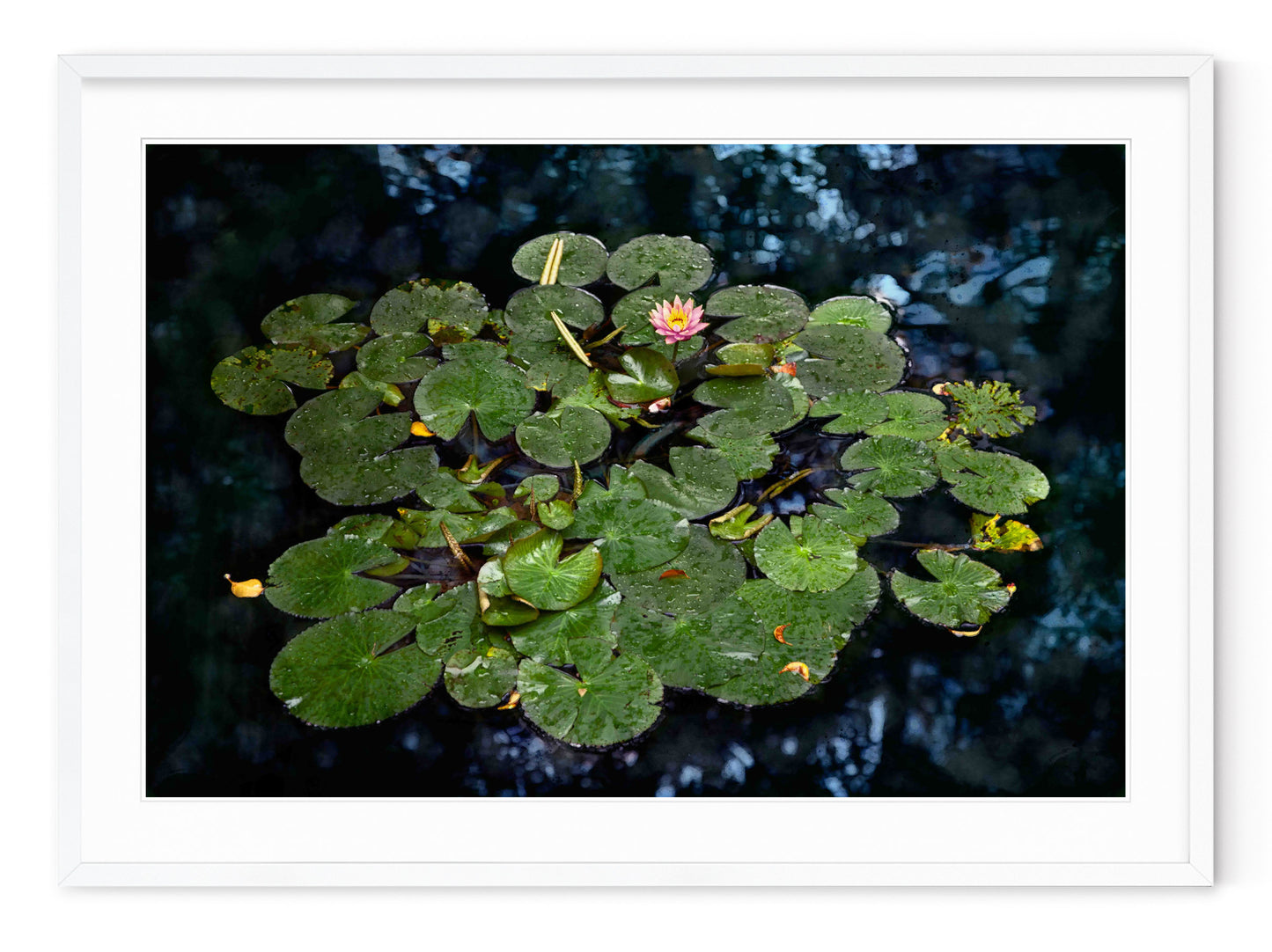 LILY POND