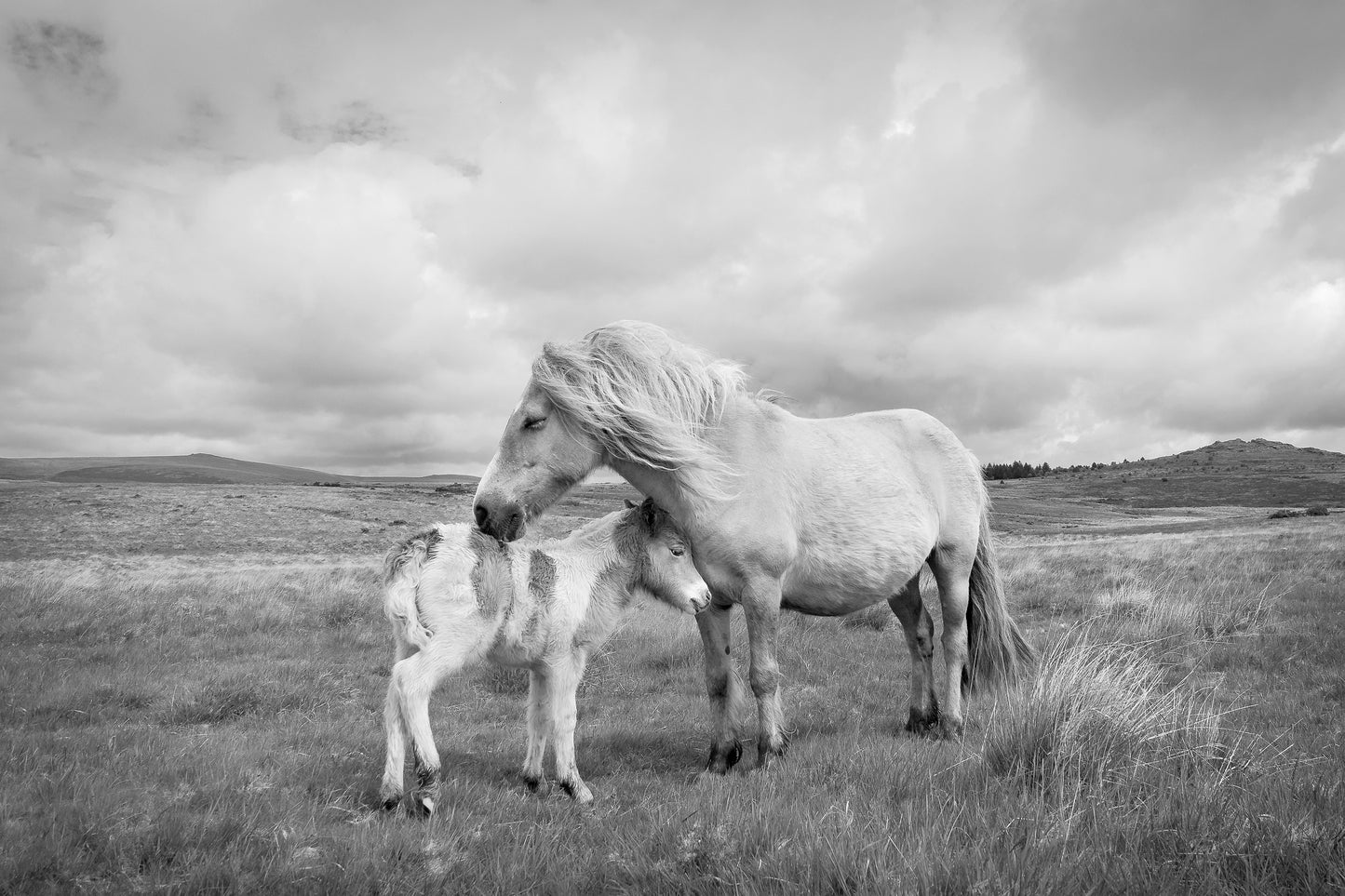 MARE AND FOAL