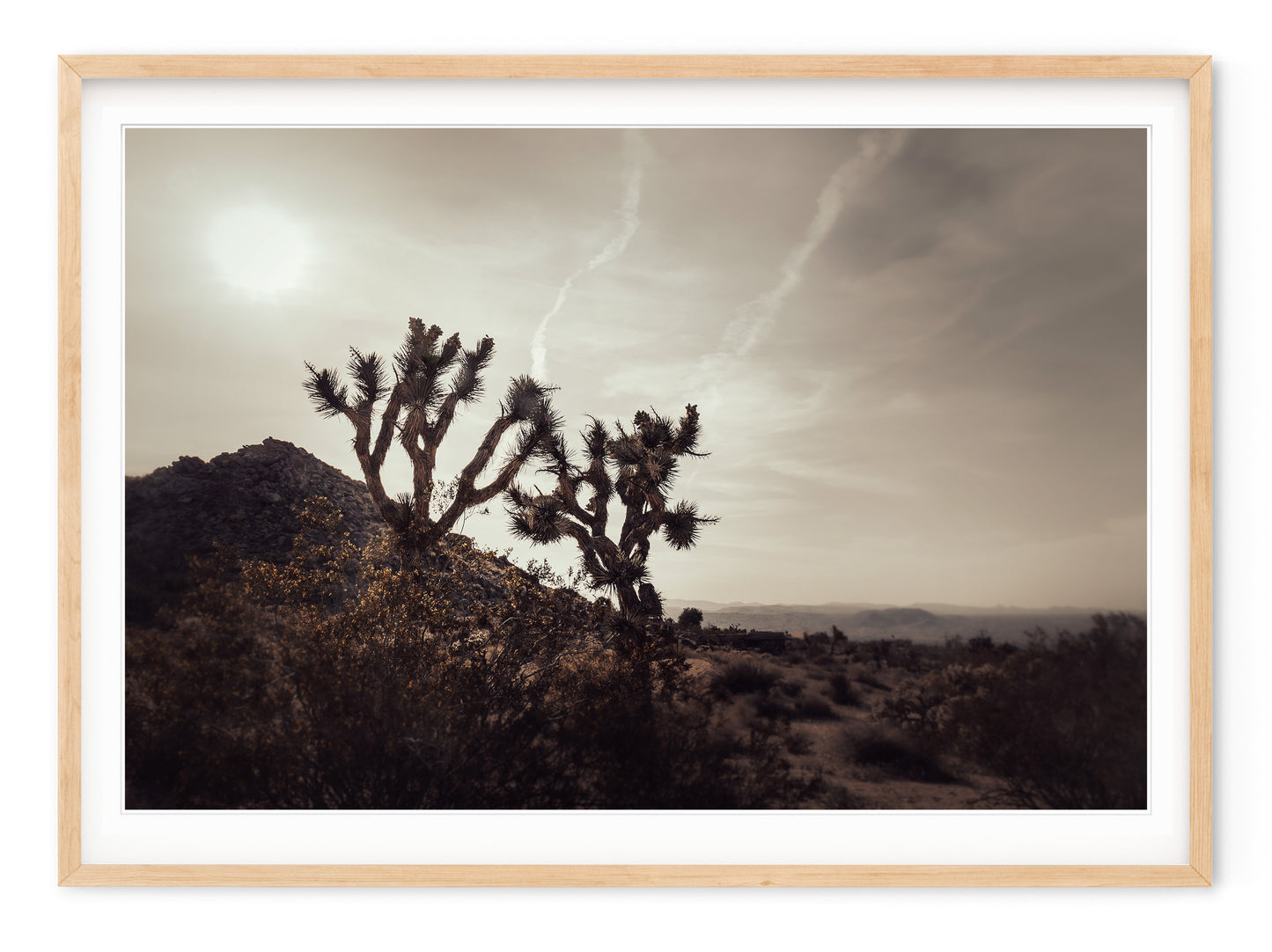 MOJAVE DESERT