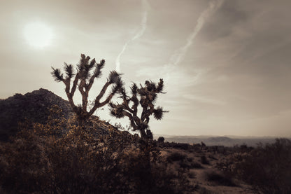 MOJAVE DESERT