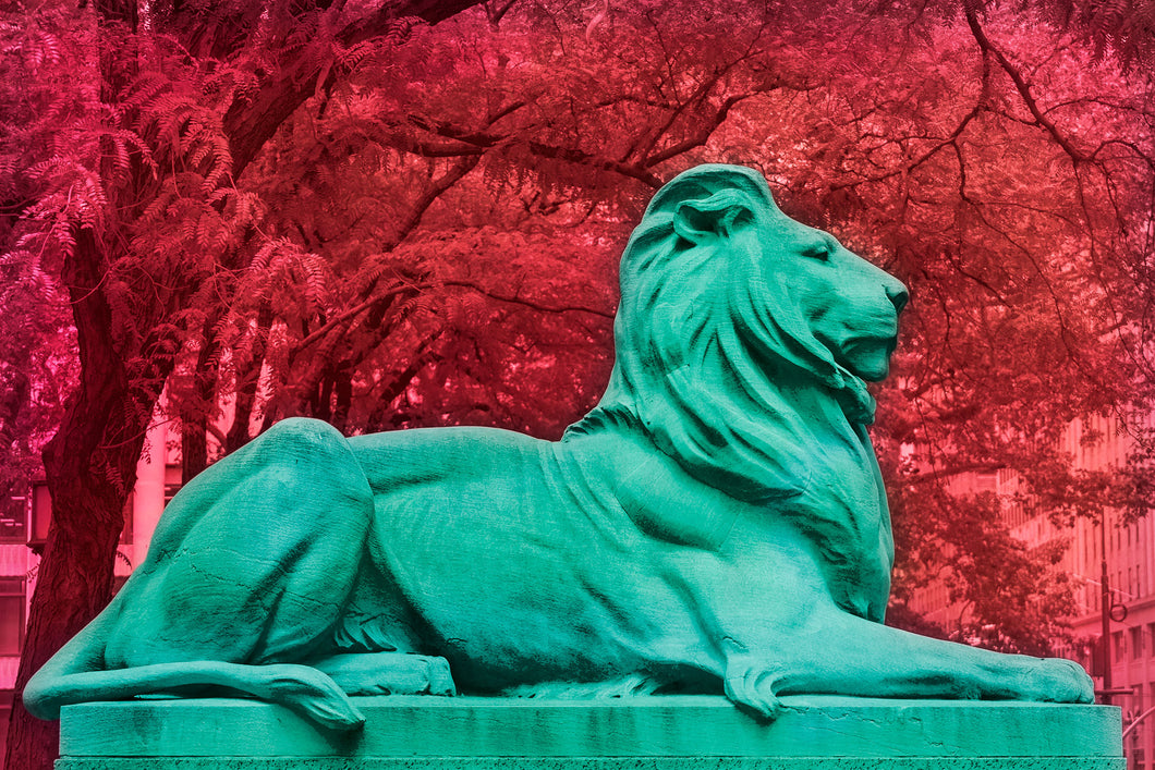pop art mixed media image of new york city public library lion patience and fortitude with saturated colors