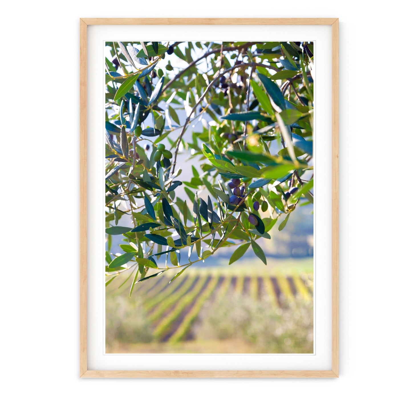 OLIVES & VINES