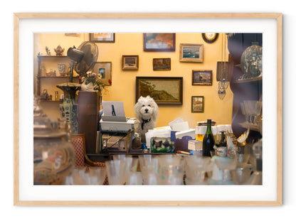 PARISIAN DOG AT WORK