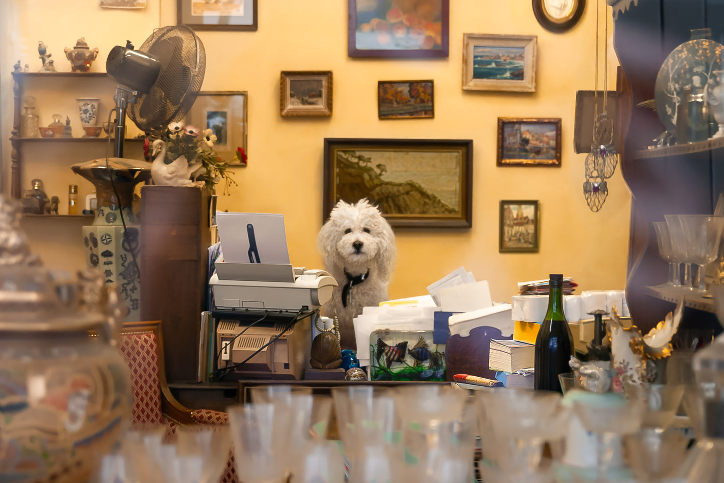 PARISIAN DOG AT WORK