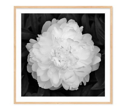 PEONY