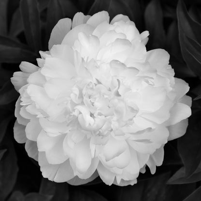 PEONY