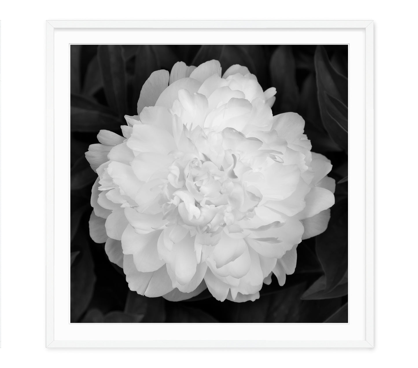 PEONY